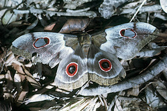 Nudaurelia macrothyris