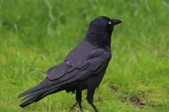 Corvus coronoides coronoides