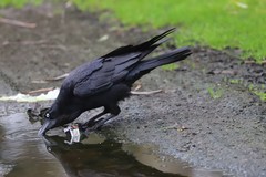 Corvus coronoides coronoides