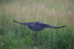 Corvus coronoides coronoides