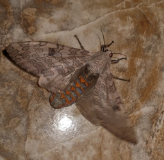 Hypercompe abdominalis