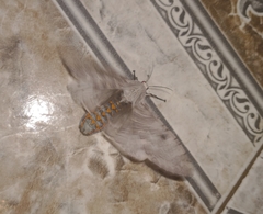 Hypercompe abdominalis
