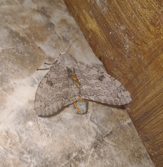 Hypercompe abdominalis
