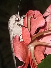 Hypercompe abdominalis