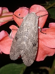 Hypercompe abdominalis