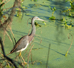 Egretta tricolor