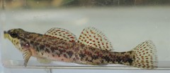 Etheostoma edwini