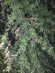Kunzea serotina