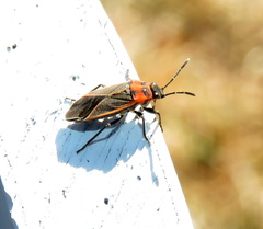 Ochrimnus lineoloides