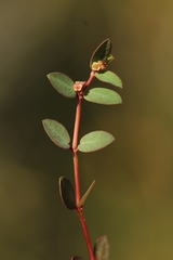 Euphorbia ogdenii