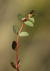 Euphorbia ogdenii