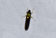 Acrogonia flavoscutellata