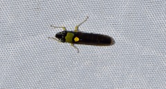 Acrogonia flavoscutellata