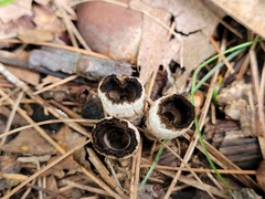 Trichoderma latizonatum