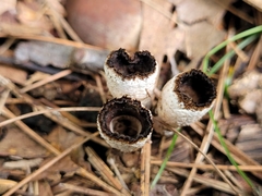 Trichoderma latizonatum