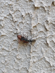 Pachycondyla
