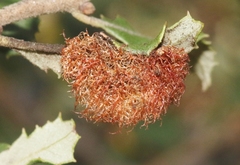 Andricus crystallinus