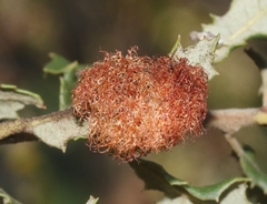 Andricus crystallinus