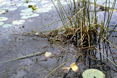 Actophilornis africanus