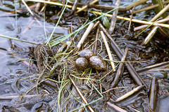 Actophilornis africanus