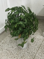 Syngonium podophyllum
