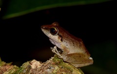Pristimantis achatinus