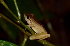 Pristimantis achatinus