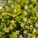 Shore Stonecrop - Photo (c) Tindo2, some rights reserved (CC BY-NC)