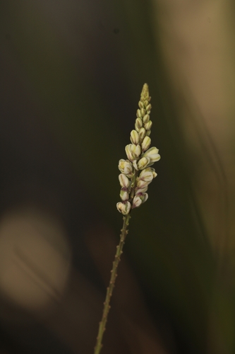 Polygala boykinii var. sparsifolia
