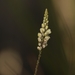 Polygala boykinii sparsifolia - Photo (c) Veronique Tessier,  זכויות יוצרים חלקיות (CC BY-NC), uploaded by Veronique Tessier