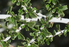 Ceanothus ophiochilus