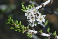 Ceanothus ophiochilus