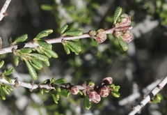 Ceanothus ophiochilus