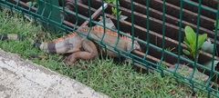 Iguana iguana