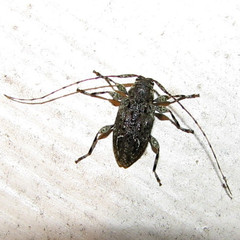 Astylidius parvus