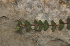 Euphorbia deltoidea subsp. serpyllum image