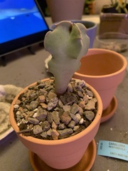 Caralluma