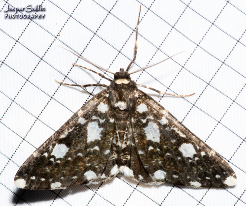 Melanoscia