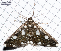Melanotesia siderata