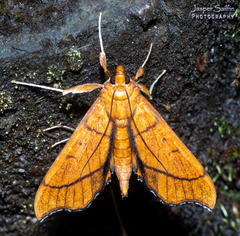 Anarmodia arcadiusalis