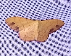 Semaeopus bimacula