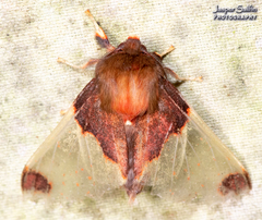 Pseudepimolis haemasticta