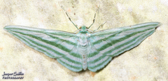 Dyspteris gigantea