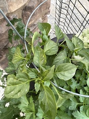 Capsicum annuum annuum