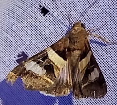 Melipotis perpendicularis