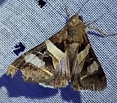 Melipotis perpendicularis