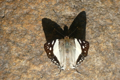 Dodona deodata