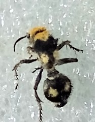 Dasymutilla araneoides