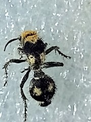 Dasymutilla araneoides