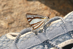 Dodona deodata